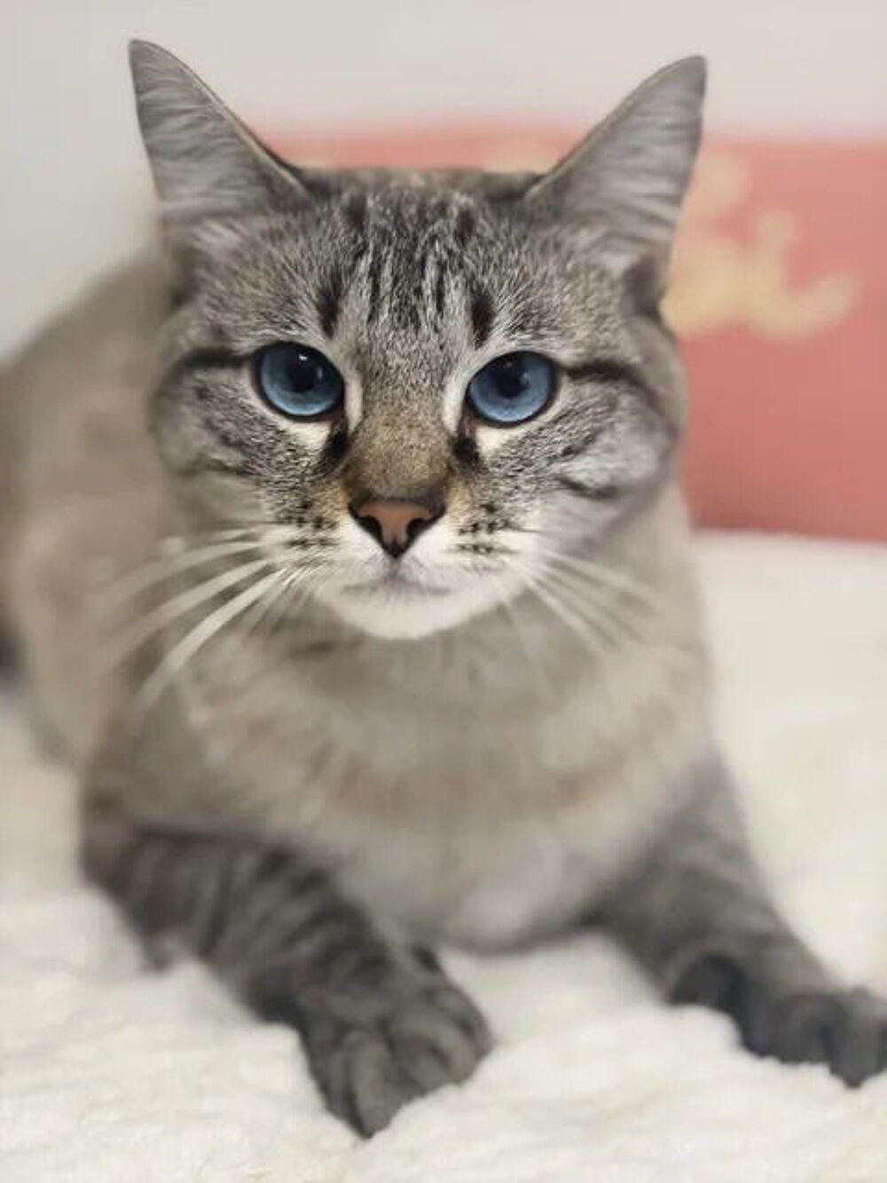   Bastet jeune chat siamoisé tres gentil cherche adoptants 