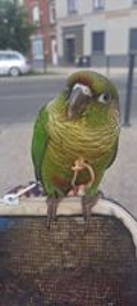   Conure molinae eam 