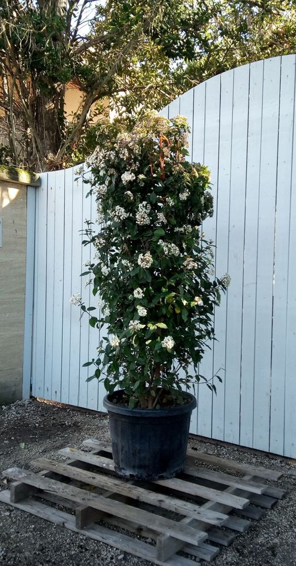 Arbuste de haie Laurier Tin &quot;Viburnum Tinus&quot; en container? Jardin