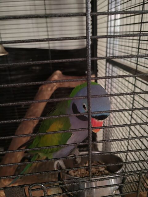 Perruche derby m&acirc;le 200 69480 Anse