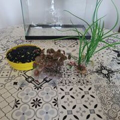   aquarium sans pompes plantes et cailloux  