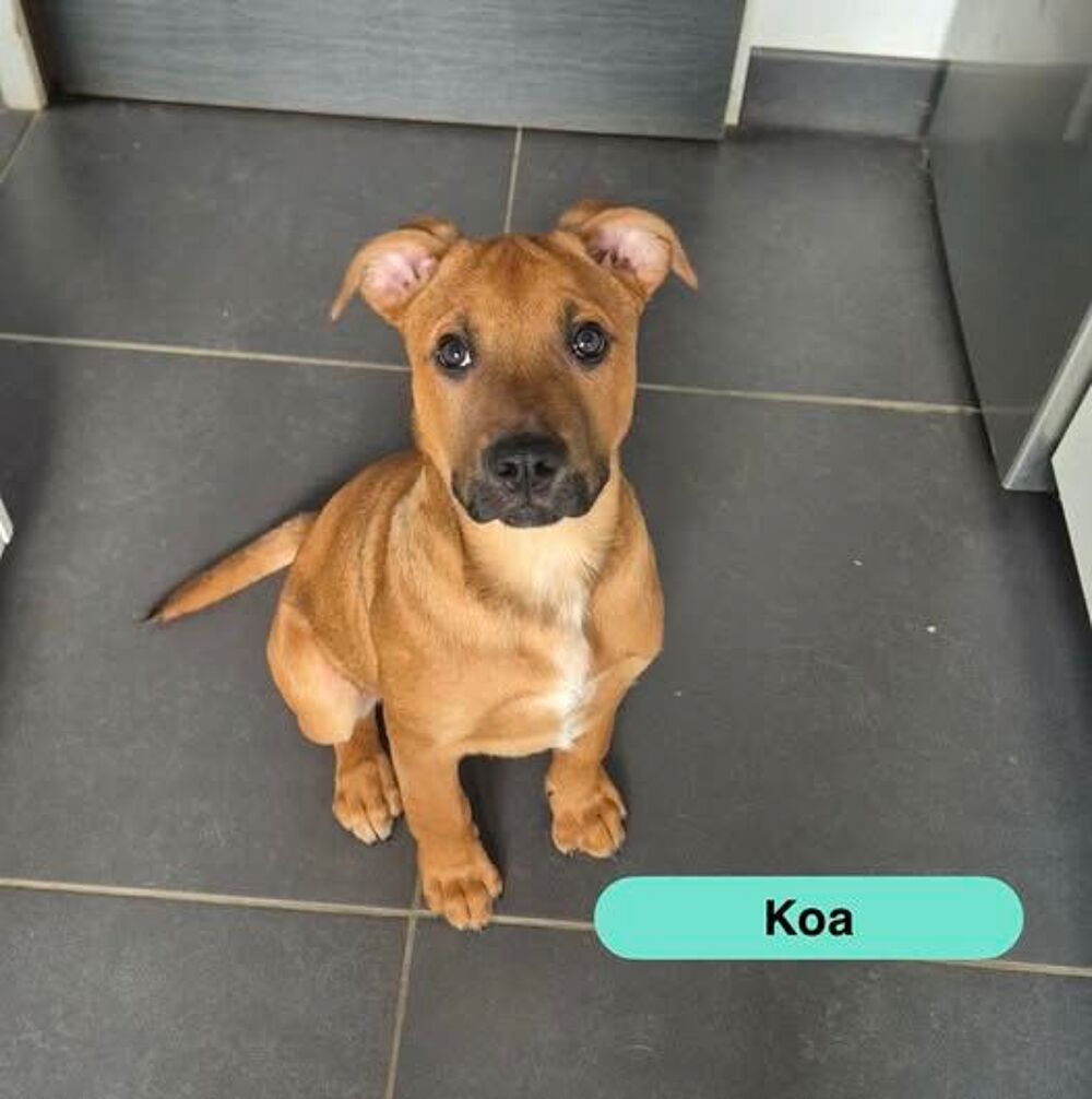   Koa, chiot croisé malinois à adopter 