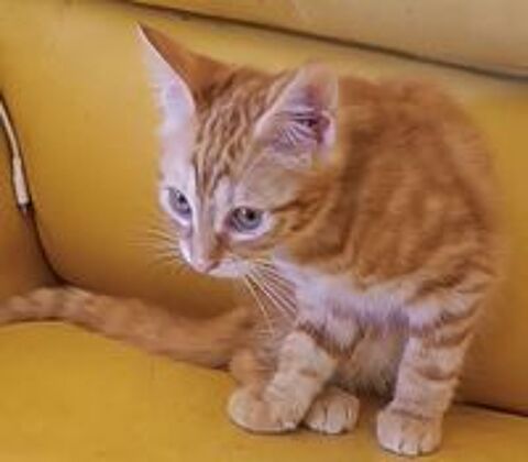   Donne petit chaton femelle 3 mois 