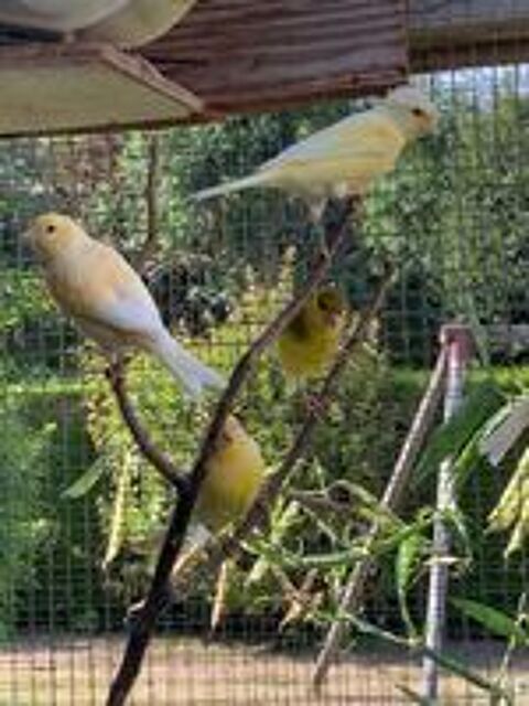   Canaris  
