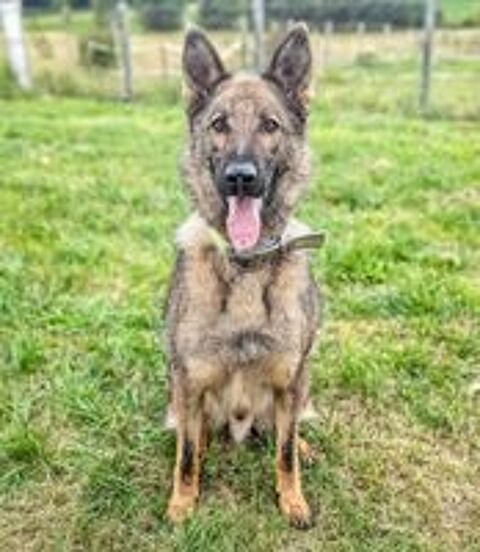   SKOLL mâle type berger allemand 5 ans 