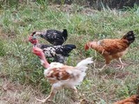   Oeufs fécondés  