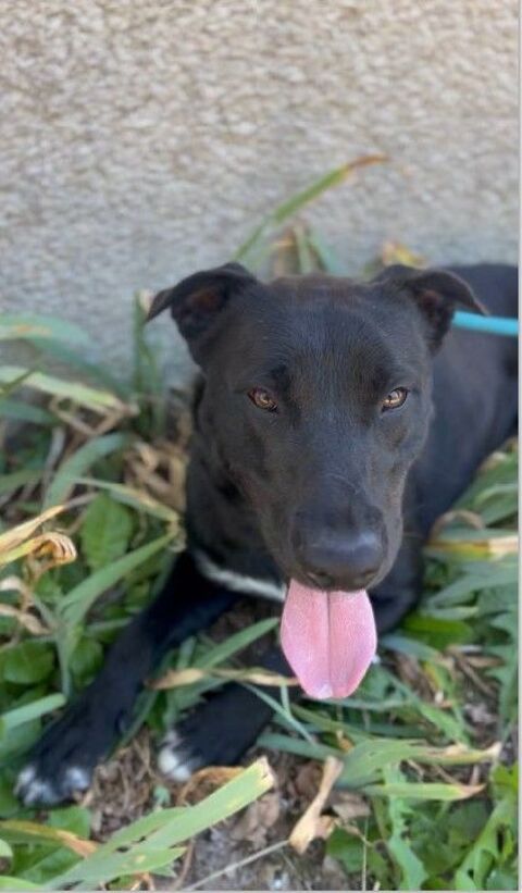 Chien UNJOY à l adoption 210 47160 Caubeyres