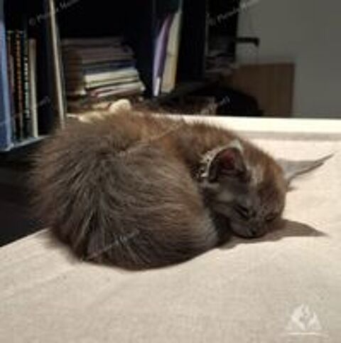   Chaton black smoke, fils de triple champion 
