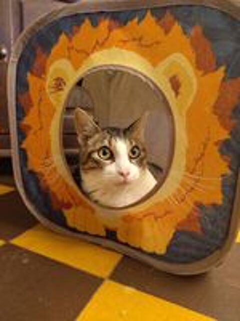   Raoul, chat à adopter 