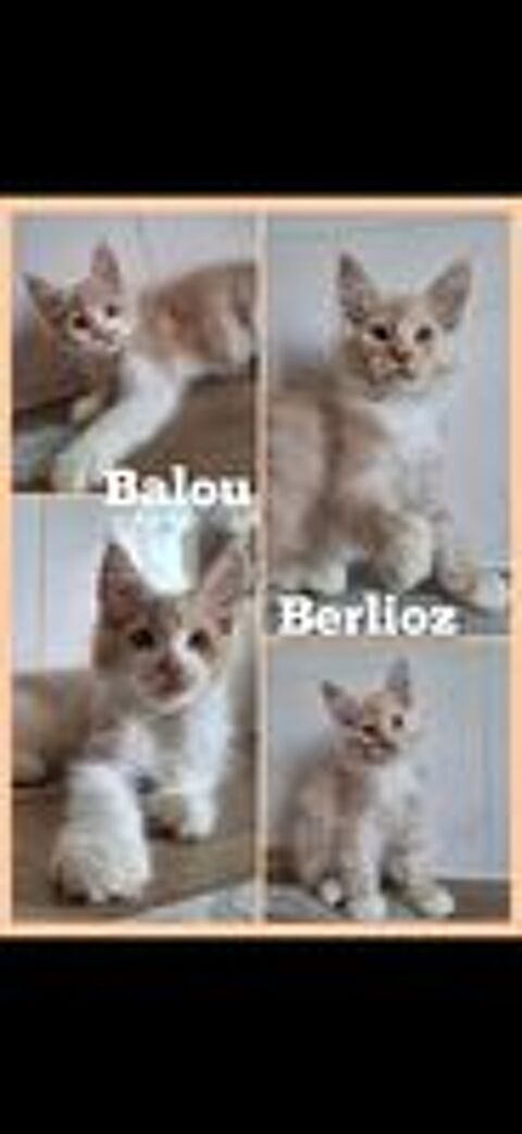   Maine Coon LOOF disponibles immédiatement  