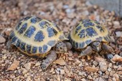   Tortues russes 