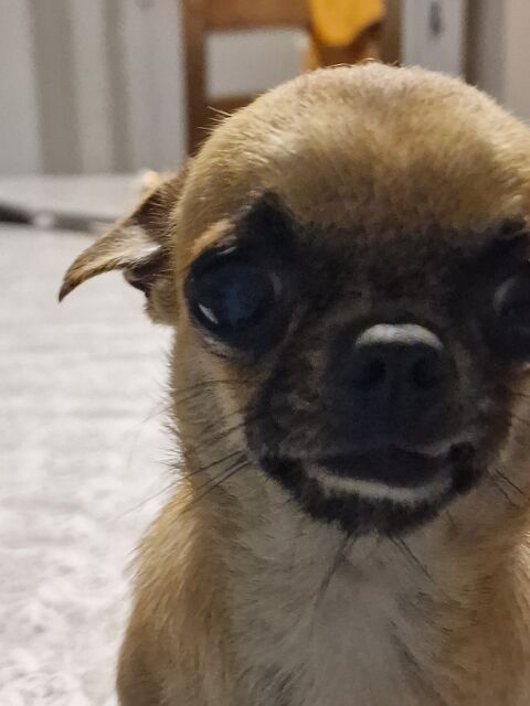Super chihuahua pl cour lof et confirme. 37120 Luz