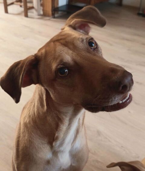 Fifi, mâle croisé berger, né le 15/06/2022 &#128054; 380 35000 Rennes