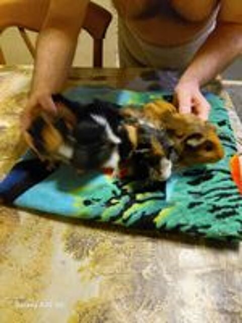   4 petits cochons d inde sevrer n�e le 11 etc19 d�cembre 2025 