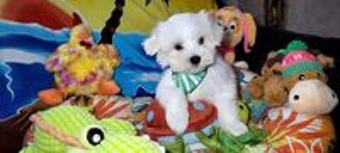   CHIOT BICHON MALTAIS (mâle) 