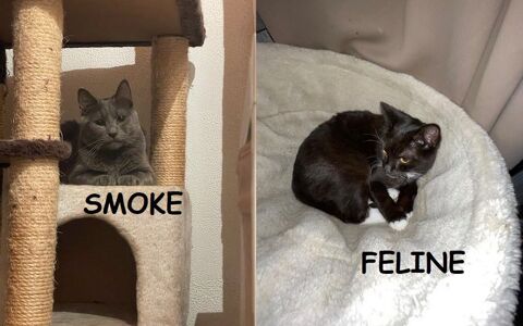 Smoke et Fline 5 ans  adopter ensemble 27120 Pacy-sur-eure