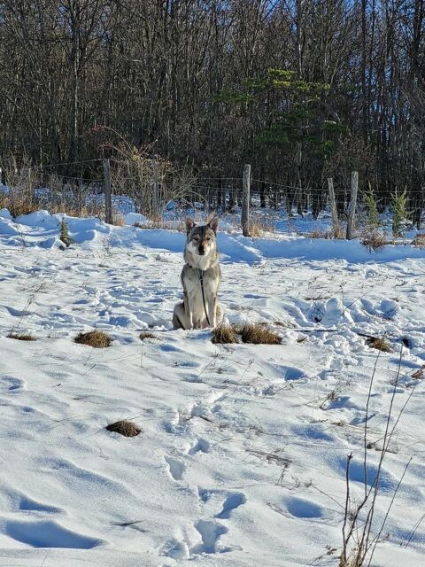 Chien JADU &agrave; l adoption 250 38200 Seyssuel