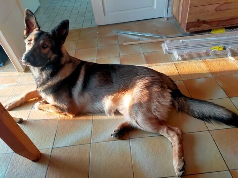 Berger allemand croisé malinois  0 86220 Dang-saint-romain