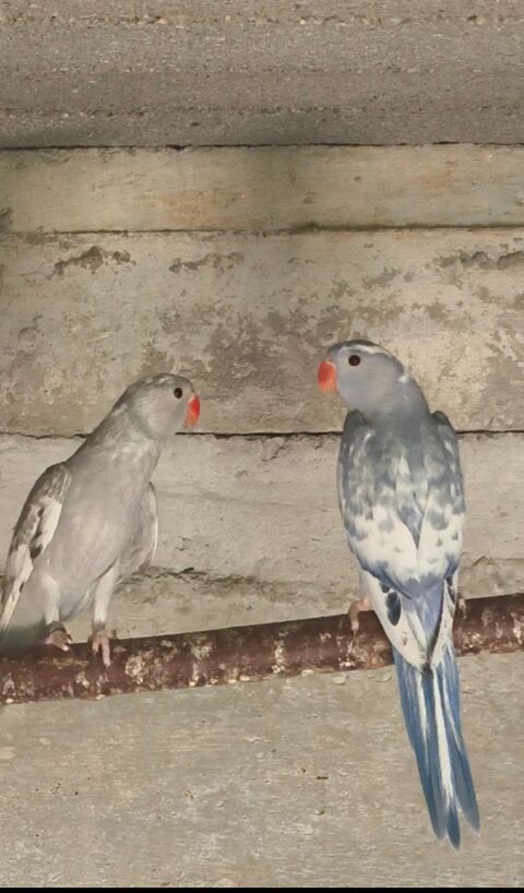 Perruche &agrave; collier panach&eacute; r&eacute;cessif 300 07200 Aubenas
