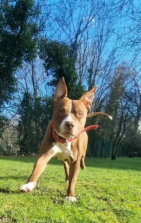 TATUM, une boule d'&eacute;nergie 350 91000 �vry