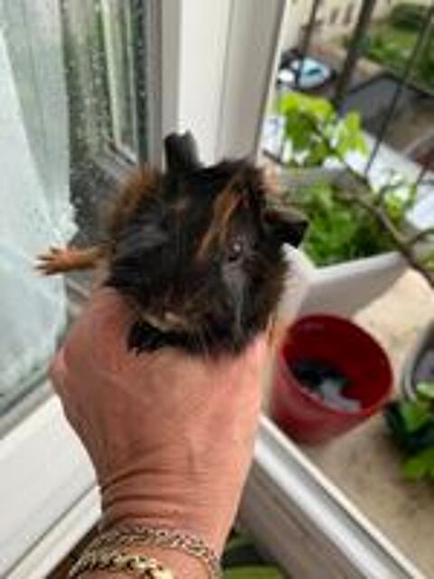   Femelle cochon d'inde 