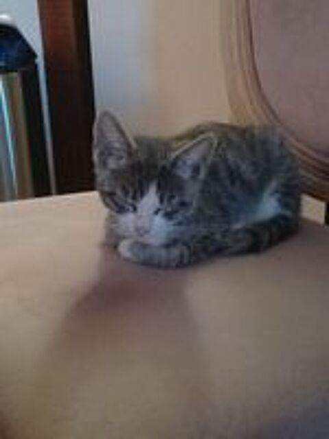   Donne Joli chaton 2,5 mois contre bons soins 