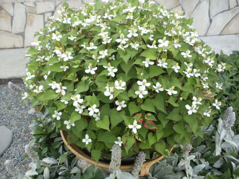 Poivrier de chine
2 Castelnaudary (11)