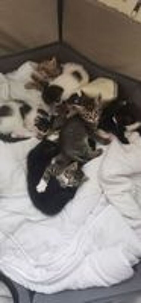   DON DE CHATONS POUR FAMILLES BIENVEILLANTE 