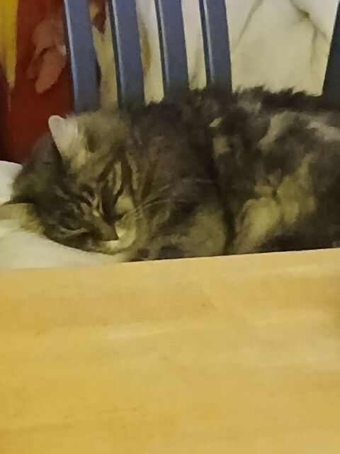 Donne chat 0 75020 Paris