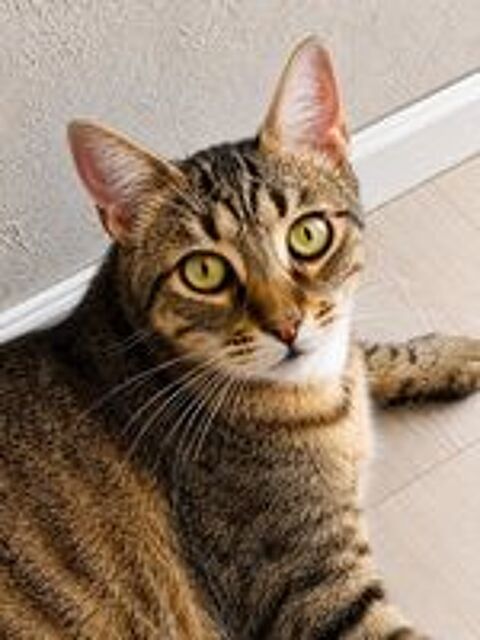   YUKA CHAT TIGRE 1 AN 