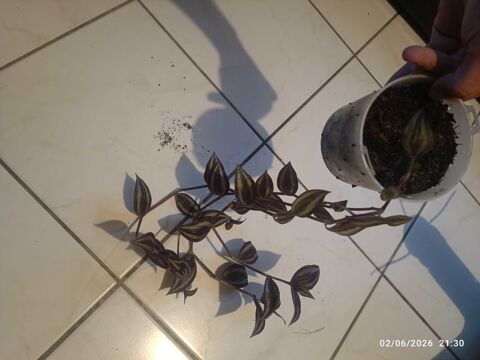 différente plantes d'intérieur spathiphyllum5€, misère pourpre2€ et chlorophytum 2€ Labastide-Paumès (31)