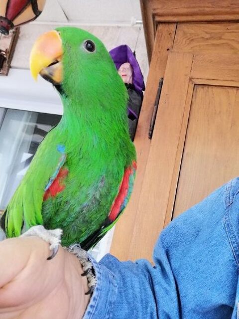 Eclectus polychloros mà¢le 750 47110 Dolmayrac