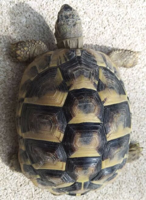 tortue 5 ans 0 34830 Jacou