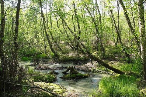 BALLADES EN BORD DE SAONE A CHEVAL 0 Préty (71)