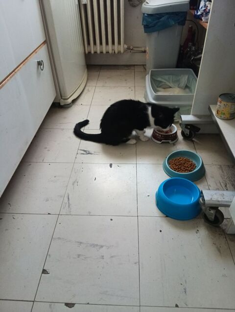 Le royaume des animaux parisien 0 93800 Épinay-sur-seine