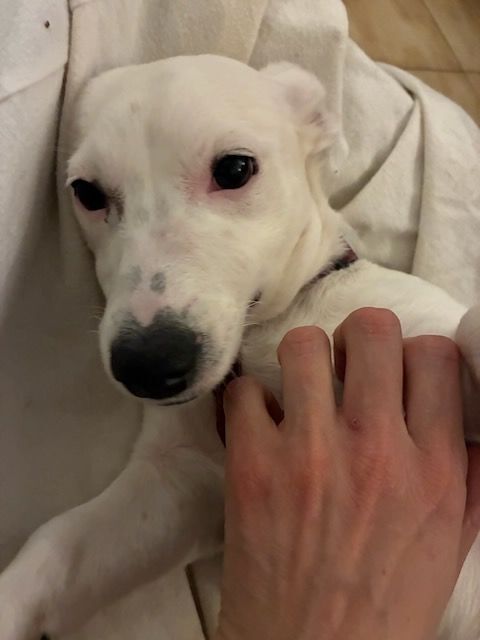 Snoop est &agrave; l'adoption 0 34000 Montpellier