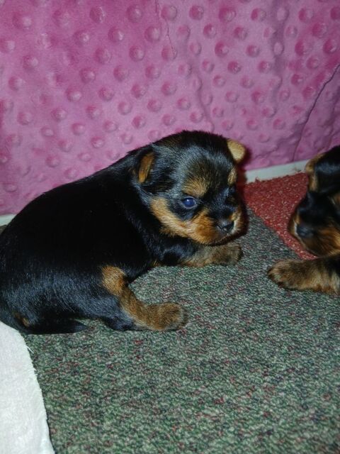 Port&eacute;e de 4 chiots 2 femelles et 2 males 1200 16000 Angoul�me
