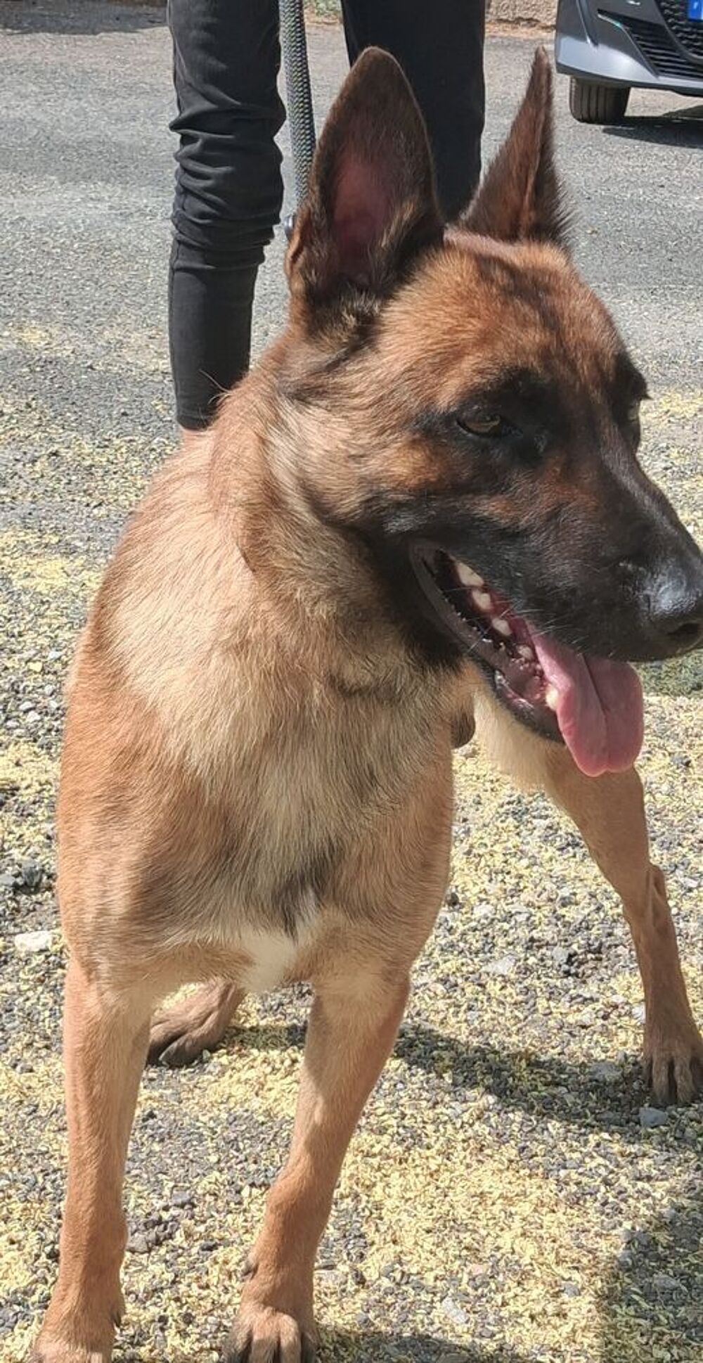   BALTO, chiot type berger allemand, 8 mois  