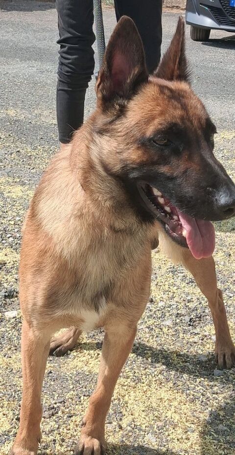BALTO, chiot type berger allemand, 8 mois 220 34500 Béziers
