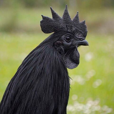 Ayam Cemani oeufs fécondés 3 34750 Villeneuve-ls-maguelone