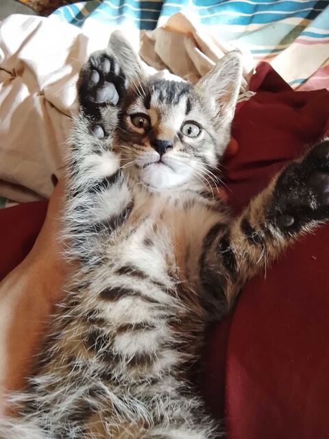 chaton Corsavy (66)