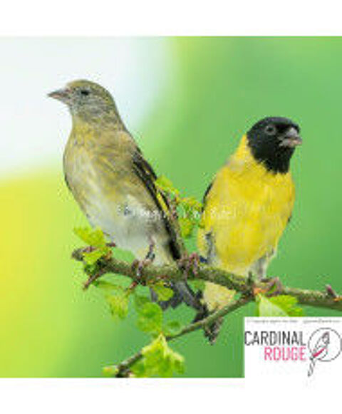 couple de canari tarin Magellan 2024 120 81160 Saint-jury