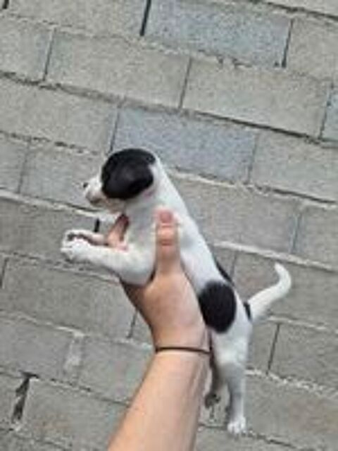   Pincher croisé chihuahua 