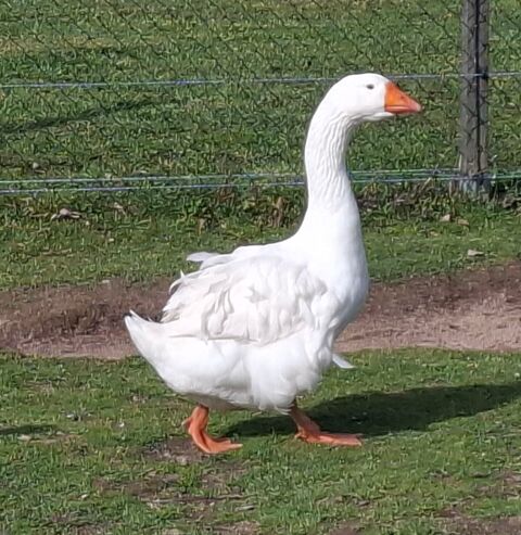 Jars blanc fris&eacute; du Danube S&eacute;bastopol 2025 50 42820 Ambierle