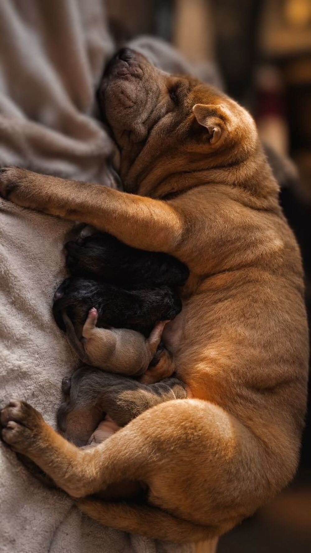 Je donne des petits chiens Accessoires