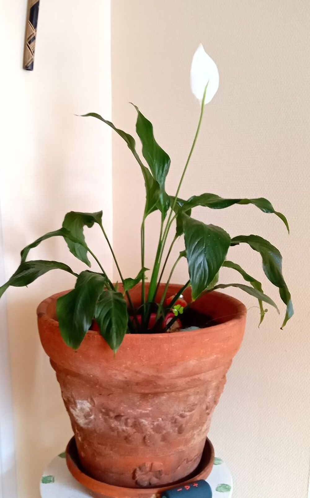Plantes d'int&eacute;rieur Décoration