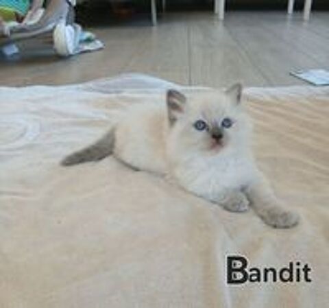   Chatons Ragdoll 