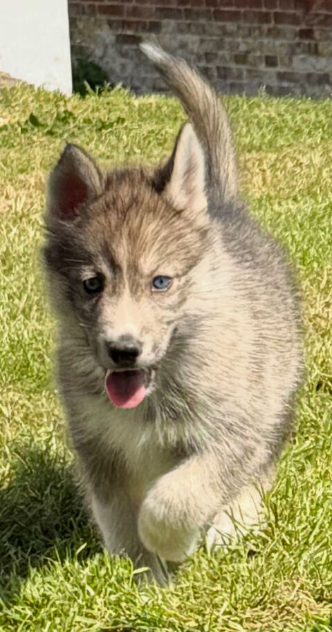 Chiots husky sibérien 3 femelles LOF  850 76660 Londinires