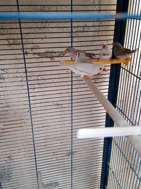 Oiseaux mandarin 15 80250 Coullemelle