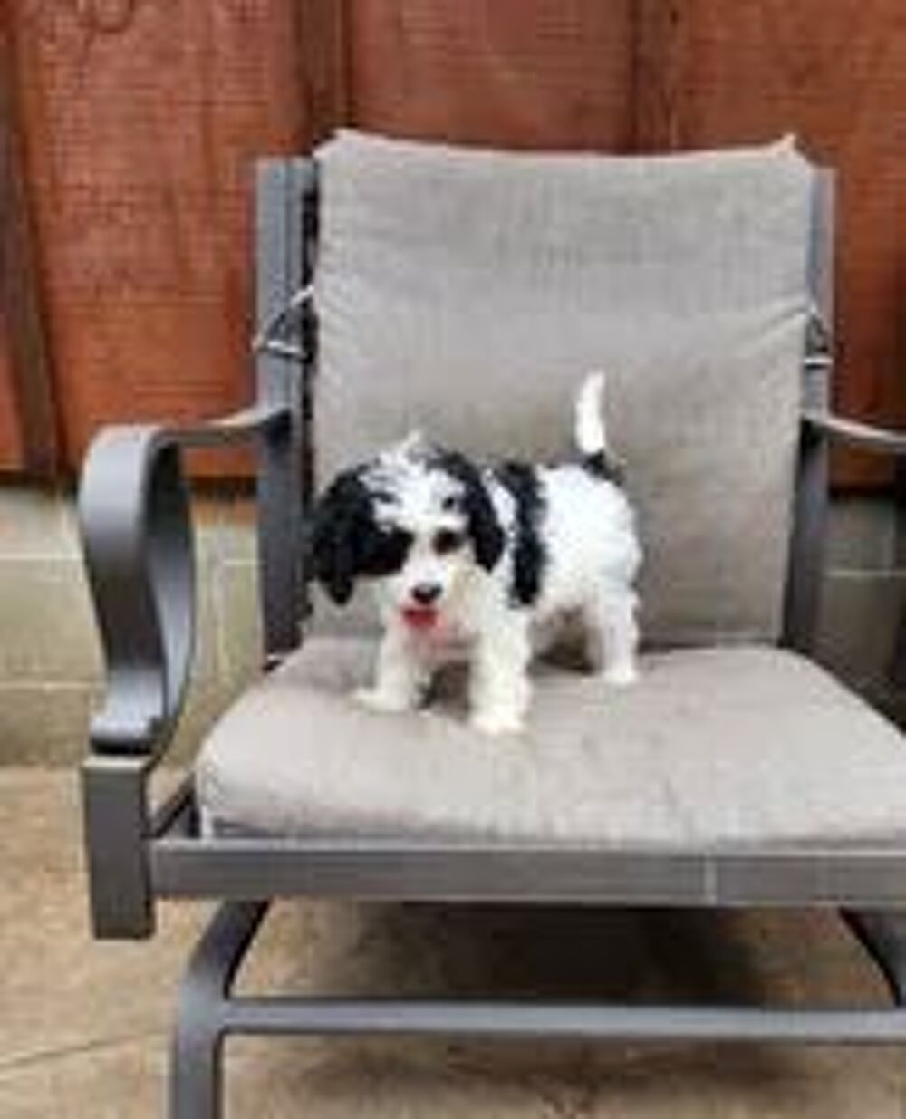   Magnifique Chiots cavalier King Charles 